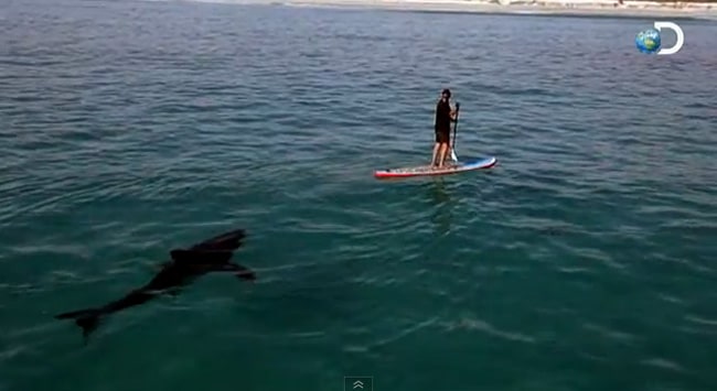Faire du stand up paddle avec un gros requin blanc !
