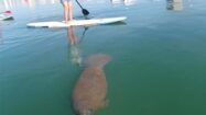 Rencontre stand up paddle avec un lamantin !