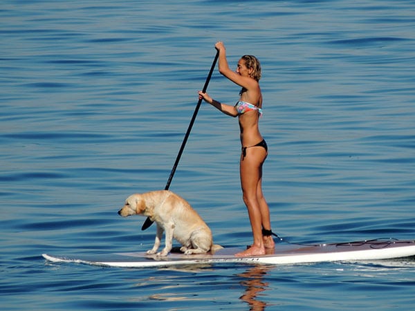 Le stand up paddle et les chiens !