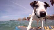 Chien faisant du stand up paddle à Biarritz