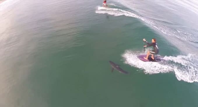 Un stand up paddle passe sur un requin !