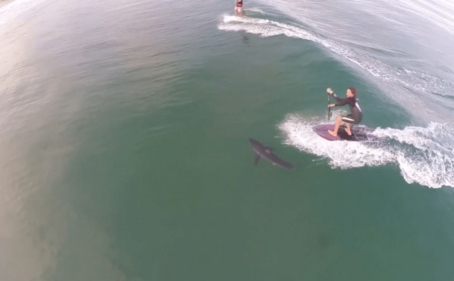 Un stand up paddle passe sur un requin !