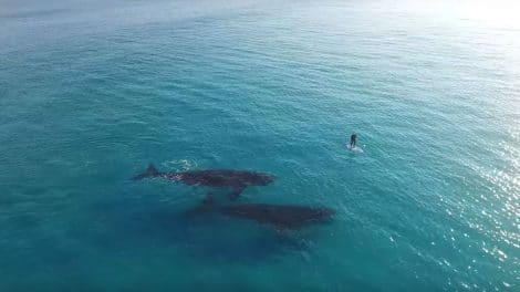 Des baleines s'approchent d'un stand up paddle