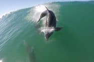Vidéo d'une collision entre un dauphin et un stand up paddle !