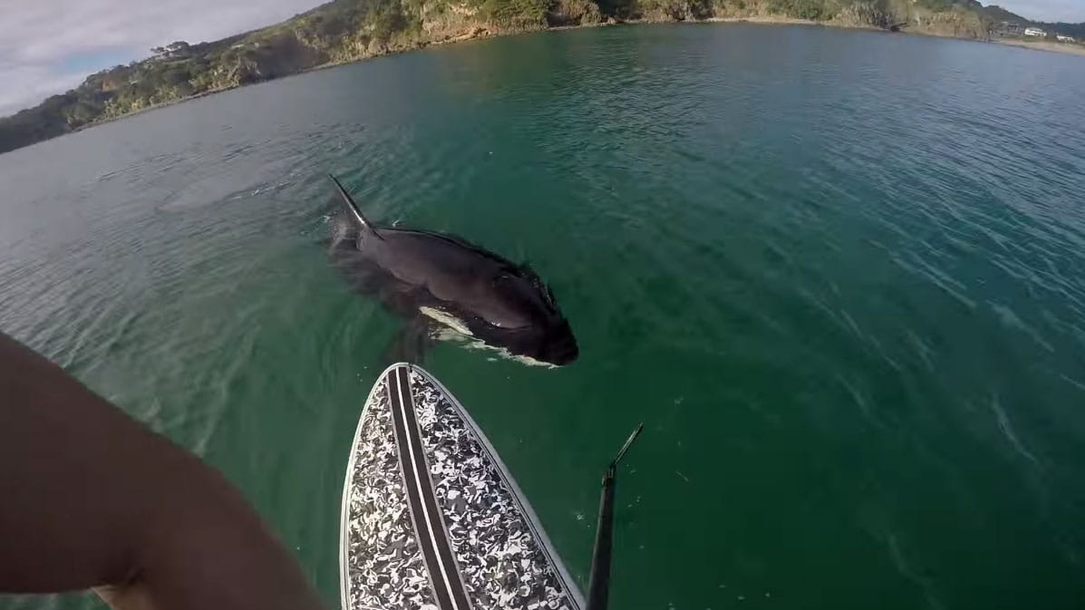 Vidéo d'un orque qui croque un stand up paddle !
