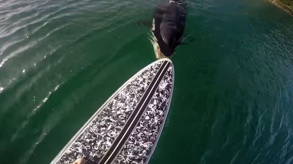 Vidéo d'un orque qui croque un stand up paddle !