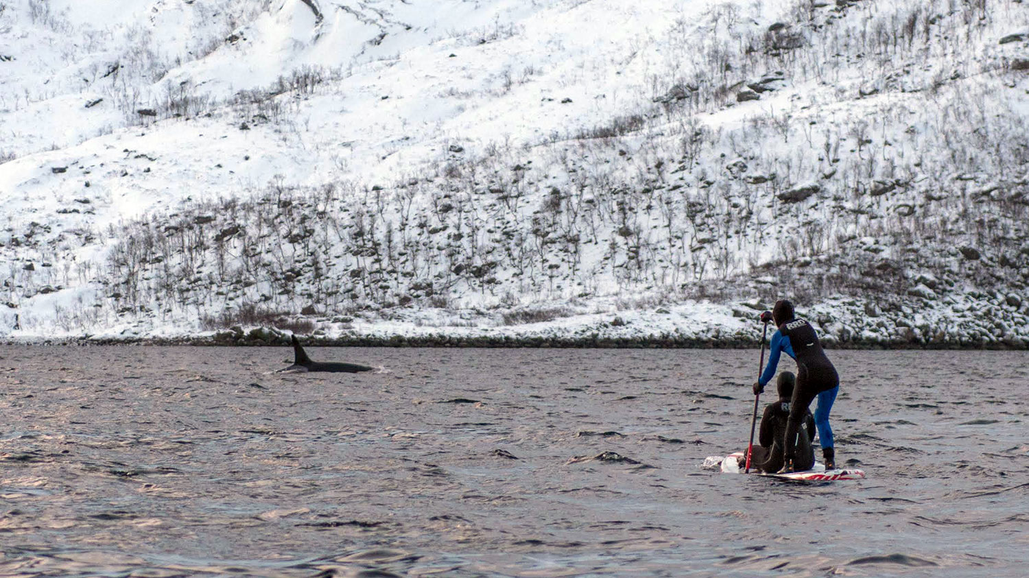 Stand up paddle avec des orques et des baleines en Norvège