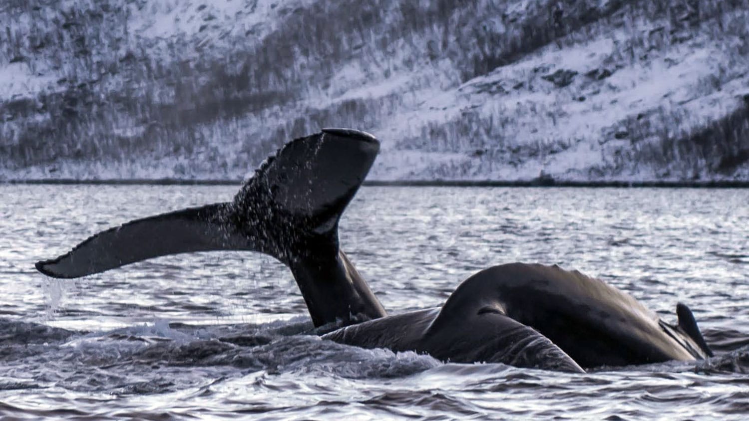 Stand up paddle avec des orques et des baleines en Norvège