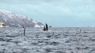 Stand up paddle avec des orques et des baleines en Norvège