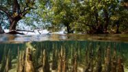 Expédition stand up paddle dans la mangrove birmane avec WaterTrek