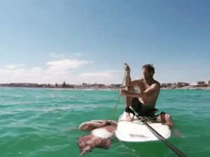 Un énorme calamar se hisse sur son stand up paddle