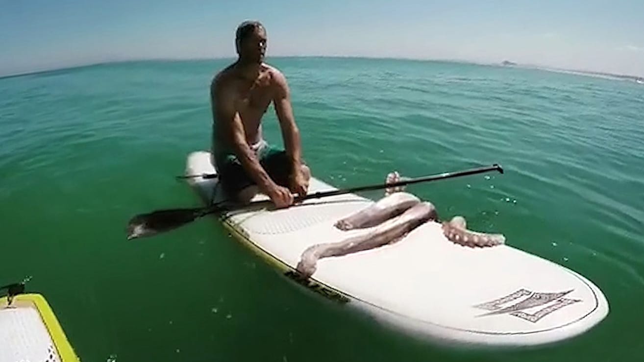 Un énorme calamar se hisse sur son stand up paddle
