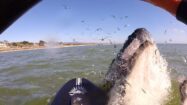 Vidéo d'une rencontre entre des stand up paddle et des baleines