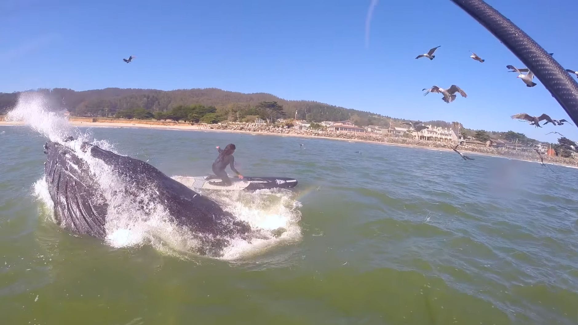 Vidéo d'une rencontre entre des stand up paddle et des baleines