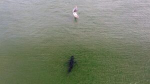 Il est pris en chasse par un requin sur son stand up paddle