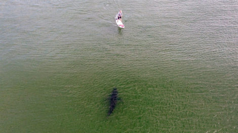 Il est pris en chasse par un requin sur son stand up paddle