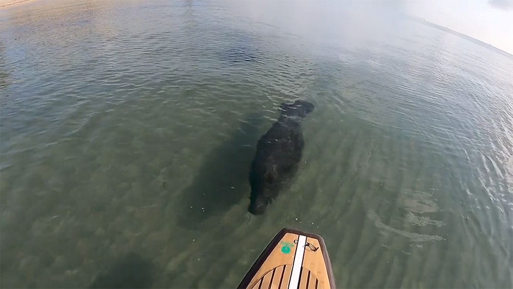 Vidéo stand up paddle avec la faune marine à Hollywood