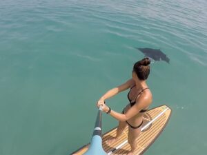 Vidéo stand up paddle avec la faune marine à Hollywood