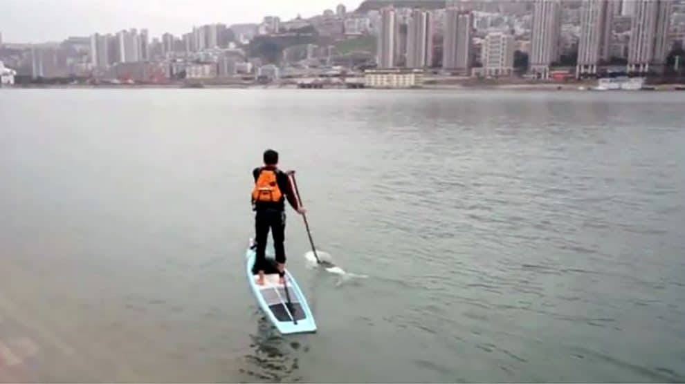 Le chinois Liu Fucao va au travail en stand up paddle