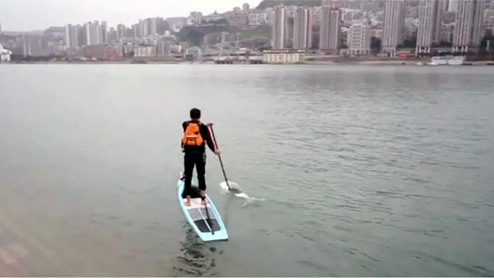 Le chinois Liu Fucao va au travail en stand up paddle