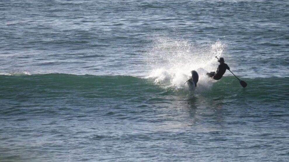 Quand un dauphin percute un paddler !