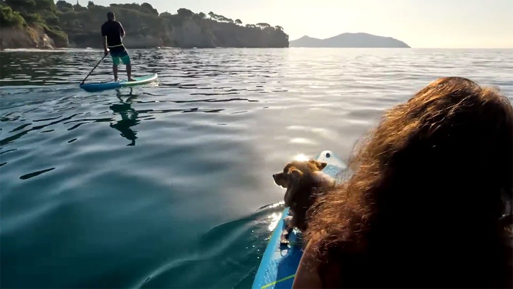 Le canipaddle à Bordeaux une activité aquatique avec son chien
