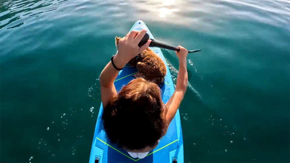 Le canipaddle à Bordeaux une activité aquatique avec son chien
