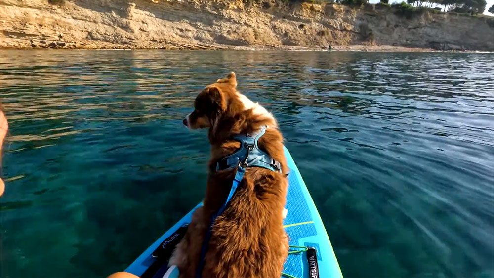 Le canipaddle à Bordeaux une activité aquatique avec son chien